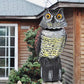Shaking Head Owl