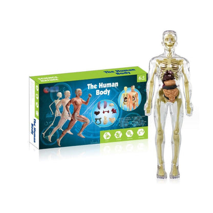 3D Human Body Torso Model for Kid Anatomy Model Skeleton