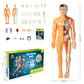 3D Human Body Torso Model for Kid Anatomy Model Skeleton