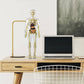 3D Human Body Torso Model for Kid Anatomy Model Skeleton